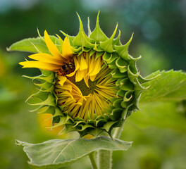 sunflower in the garden and bee