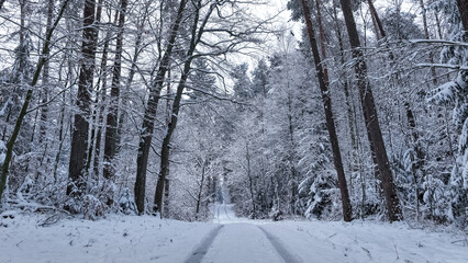 Frozen forest and snowy path in winter.