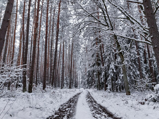 Country road and snowy forest. Snowy winter in nature.