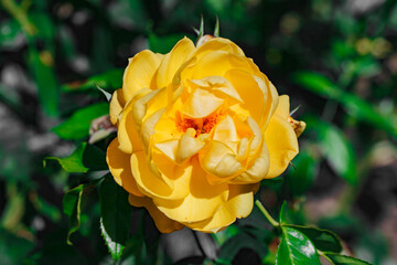 Rosebud flower with yellow petals, close-up, selective focus