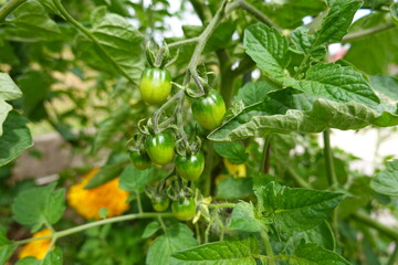 Green tomato. Tomato fruit growing on the plant in the backyard garden. organic garden tomato plant