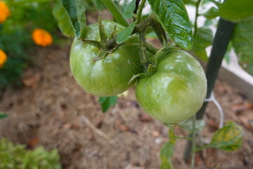 Green tomato. Tomato fruit growing on the plant in the backyard garden. organic garden tomato plant