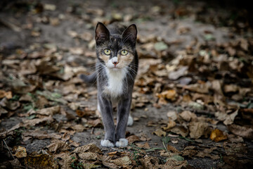 Naklejka na ściany i meble Tricolor mom among dry autumn leaves. Portrait of a yard cat on the street in the evening.