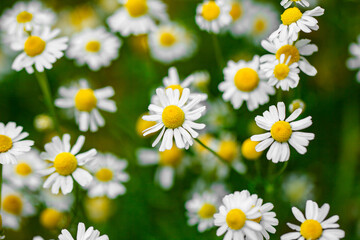 Chamomile flowers of the field, top view, close-up, selective focus