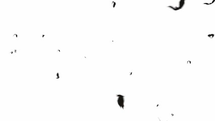 Animation of flying bats on white background