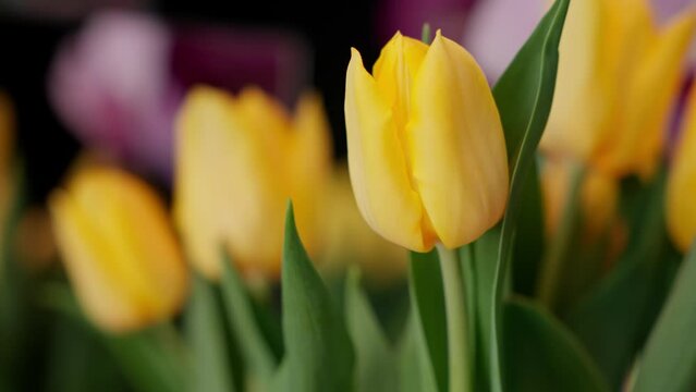 yellow tulips takes center stage, their vibrant beauty enhanced by a soft, blurred of pink blooms. This image captures the harmonious dance of colors in a springtime garden. High quality 4k footage