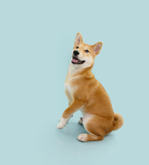 Playful shiba inu puppy dog high five. Isolated on blue pastel background