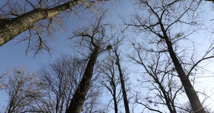 leafless deciduous trees in the spring season, beautiful bare branches of deciduous trees after winter