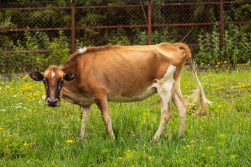 Cow in a field in Bhutan