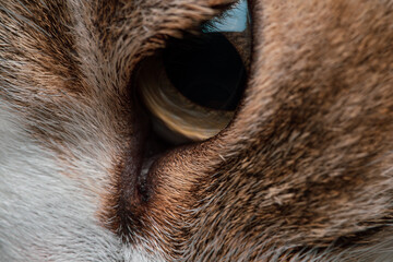 Eyes of the Wild: Close-Up View of a Cat's Pensive Eye