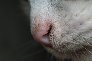 Ethereal Close-Up of a Snowy White Cat's Nose