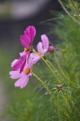 Fototapeta premium flowers in the garden with bees and butterflies