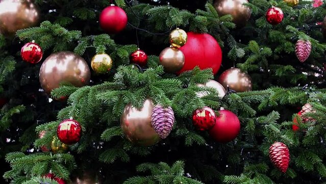 Slow view of a large green Christmas tree with red and gold balls, bottom view