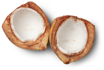 crack opened king coconut, variety of coconut native to sri lanka, where it is known as thambili, healthy tropical fruit for it's water and flesh or meat isolated on white background