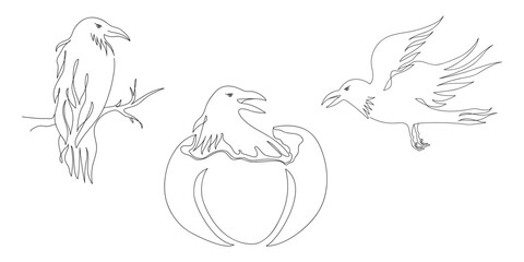 Set of raven drawn by one line. Sketch bird. Continuous line drawing art. Creative vector illustration for halloween, bird day, other celebration in doodle style. 