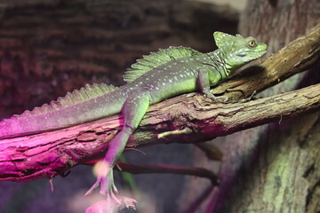 Lizard on a tree at the Columbus Zoo. Ohio. 