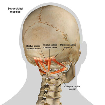 Human Skull with Suboccipital Muscles Isolated and Labeled on a White Background