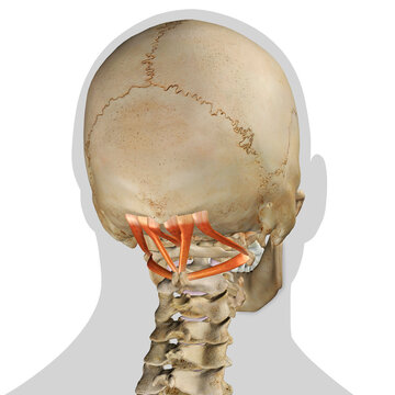 Human Skull with Suboccipital Muscles Isolated on a White Background