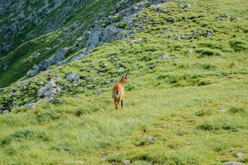 Mountain goats graze on the green meadow of the Tatra slope