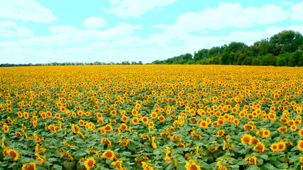 Fototapeta premium field of yellow tulips
