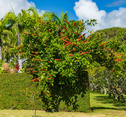 Fototapeta na wymiar Red hot poker vine is an invasive creeper in the Hawaiian islands