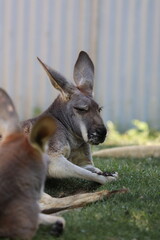 Sleeping kangaroo with baby at the zoo. Columbus, Ohio. 