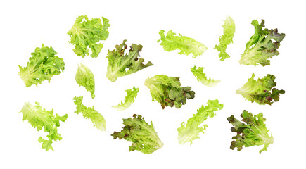 Fresh green red lettuce leaves isolated on transparent background. PNG