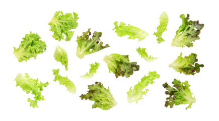 Fresh green red lettuce leaves isolated on transparent background. PNG