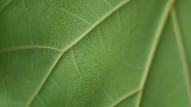 close-up of a vibrant green leaf. Its intricate veins and vivid color come to life in this macro shot, celebrating the intricate details and natural splendor of the plant world High quality 4k footage