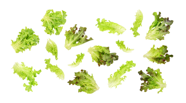 Fresh green red lettuce leaves isolated on transparent background. PNG