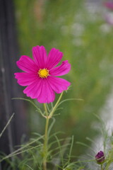 flowers and cosmos and roses in the garden