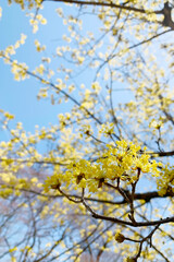 Japan Kyoto yellow flower background