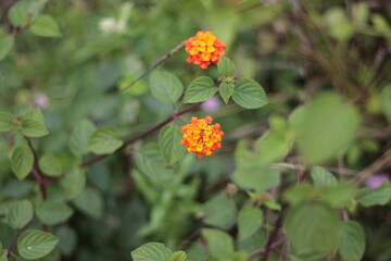 orange flower in the garden