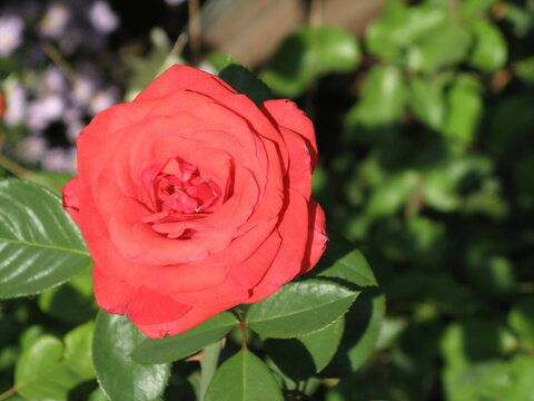 Close up picture of single red rose in garden in Prilep, Macedonia