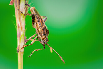 Spotted Beauty: Rhopalus Maculatus Resting in the Grass
