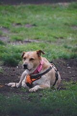 Obraz premium dog in the garden playing
