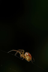 Midnight Architect: Spider Artistry on a Black Background