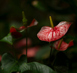Flowering plant  Anthurium andraeanum