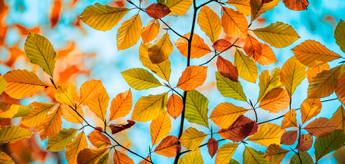 Majestic nature. Colorful autumn leaves, golden idyllic fall leaves foliage panorama in sunshine,...