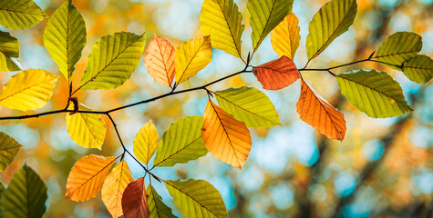 Majestic nature. Colorful autumn leaves, golden idyllic fall leaves foliage panorama in sunshine, close-up of autumn nature scene. Dream october landscape wallpaper peaceful sunset natural forest