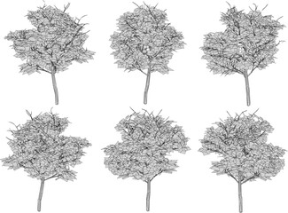 Vector sketch illustration of a shady tree design with lots of leaves 