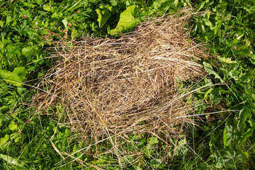Photo a close-up scene without unnecessary elements. Dry grass.