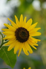 Fototapeta premium sunflowers in the garden in fall