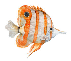 Yellow helmon fish Watercolor drawing of sea creatures isolated Realistic botanical illustrations collection Hand painted