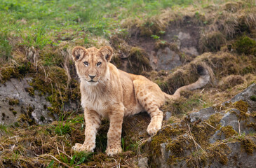 Teenage lion cub. Animal portrait close-up
