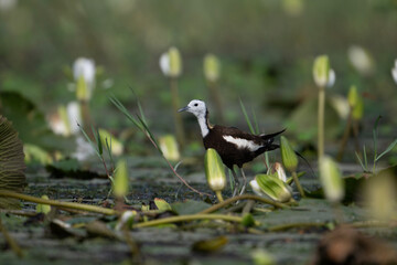 Close up of Pheasant tailed Jacana in Water lily Flower pond 