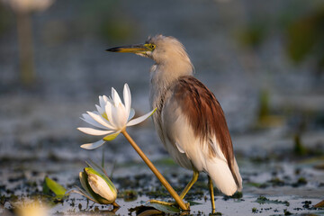 Closeup of Indian pond Heron with water lily Flower 