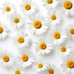 Daisy white background 