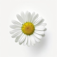 Daisy flower  white background 
