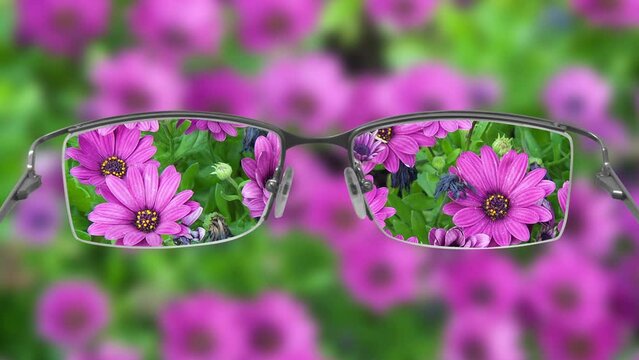 Eyeglasses helping to see flowers in focus. Seamless footage video